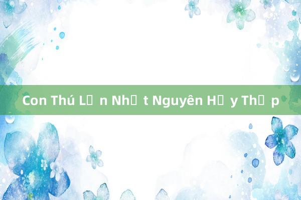 Con Thú Lớn Nhất Nguyên Hủy Thịp