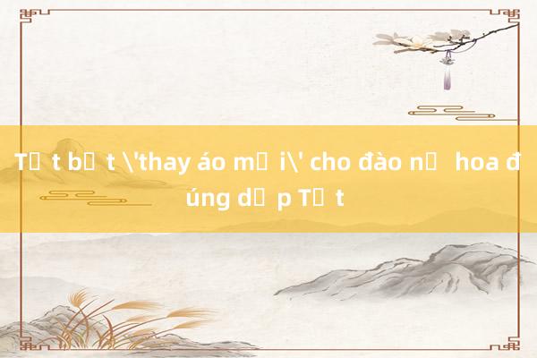 Tất bật 'thay áo mới' cho đào nở hoa đúng dịp Tết  